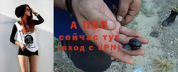 гашик Алексин