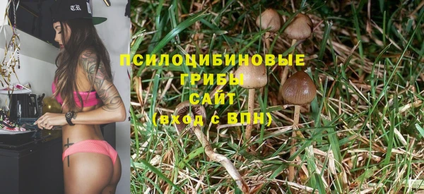 гашик Алексин